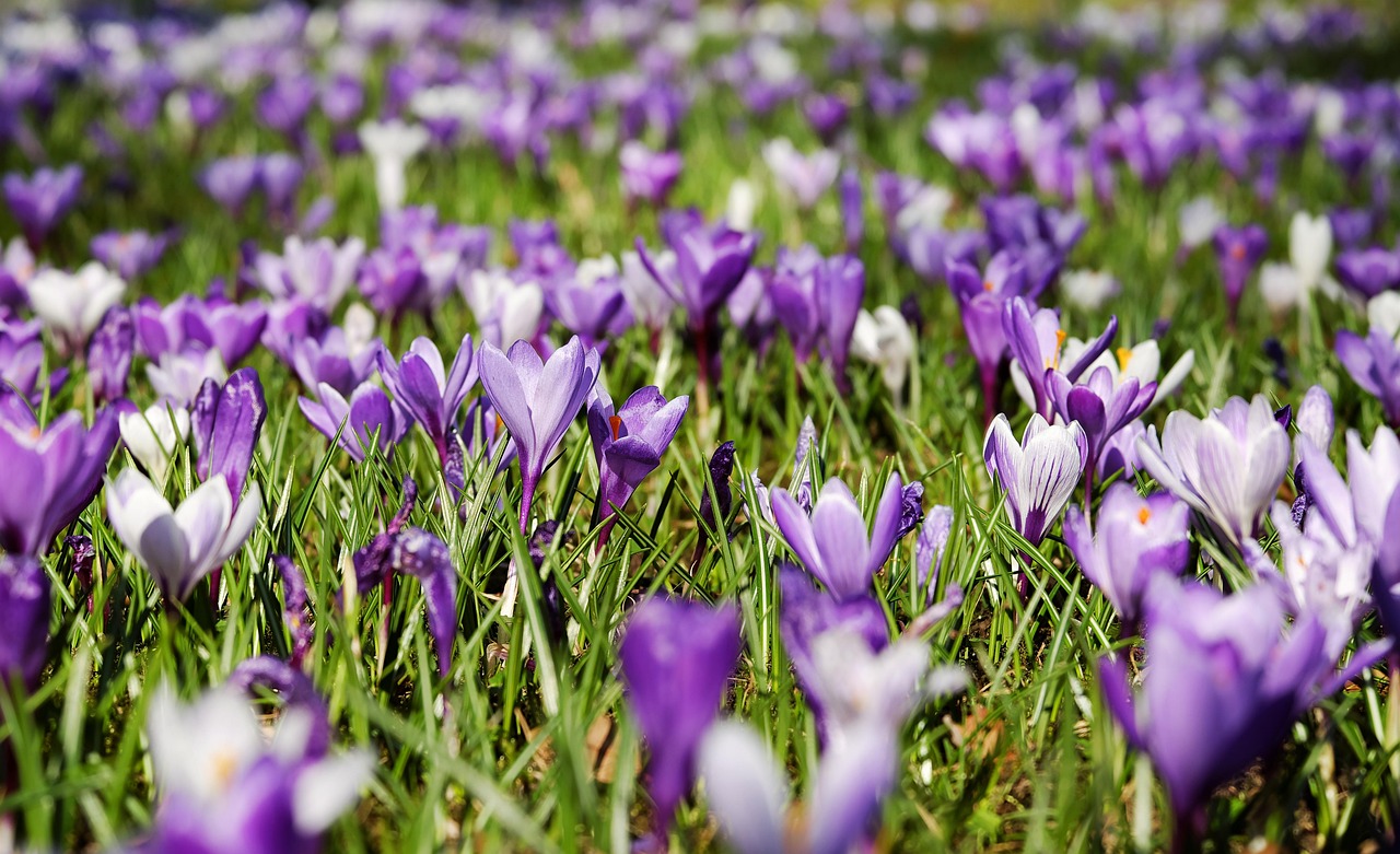 Lente bloemen